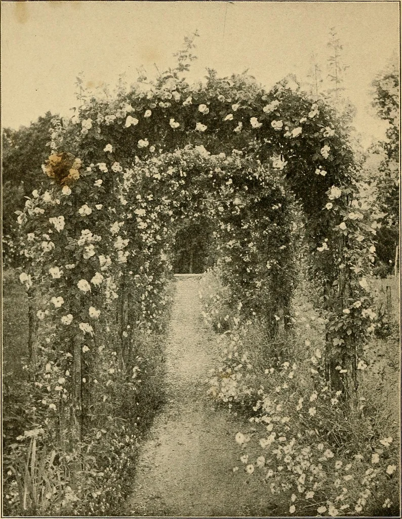 An illustration from Sun dials and roses of yesterday; garden delights which are here displayed in every truth and are moreover regarded as emblems, 1902, leaf 415