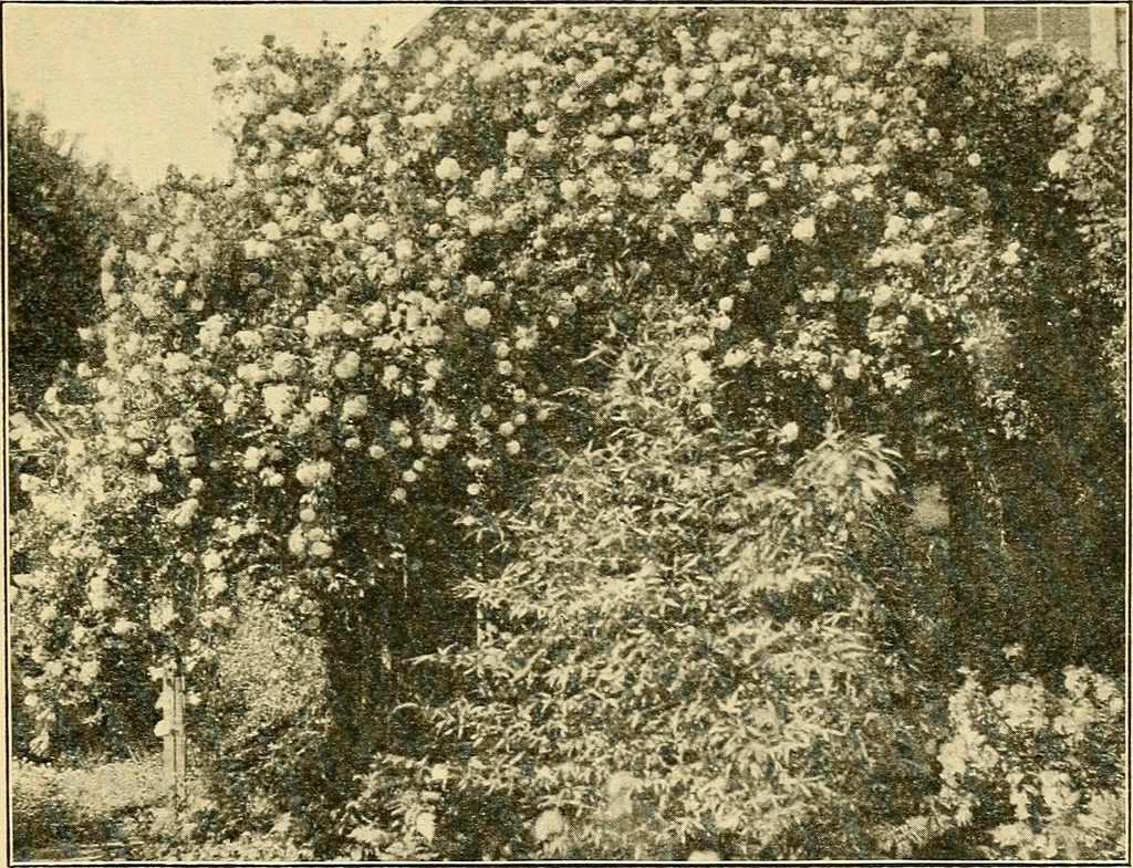 An illustration from Sun dials and roses of yesterday; garden delights which are here displayed in every truth and are moreover regarded as emblems, 1902, leaf 422