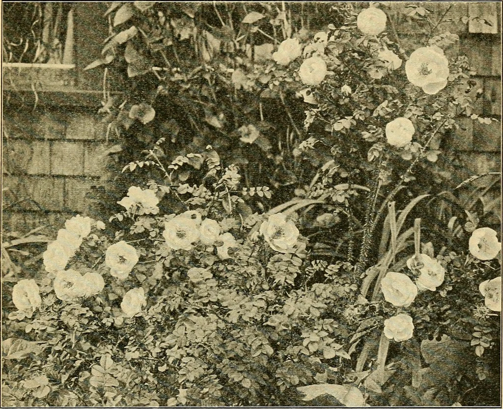 An illustration from Sun dials and roses of yesterday; garden delights which are here displayed in every truth and are moreover regarded as emblems, 1902, leaf 442