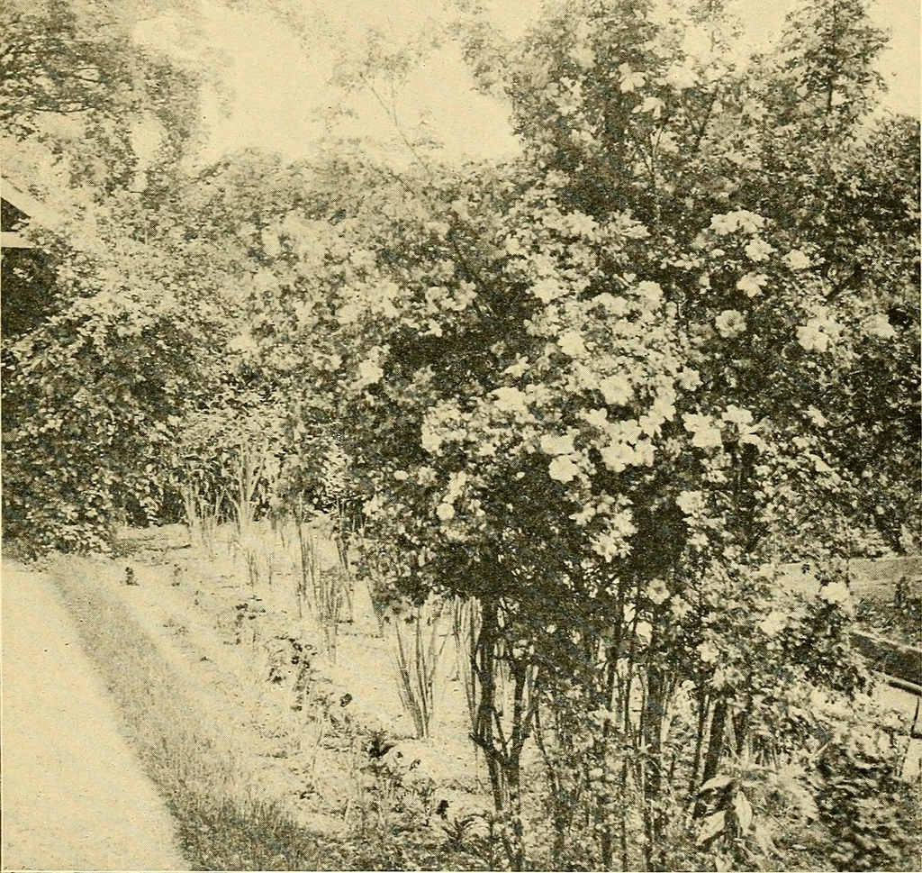 An illustration from Sun dials and roses of yesterday; garden delights which are here displayed in every truth and are moreover regarded as emblems, 1902, leaf 444