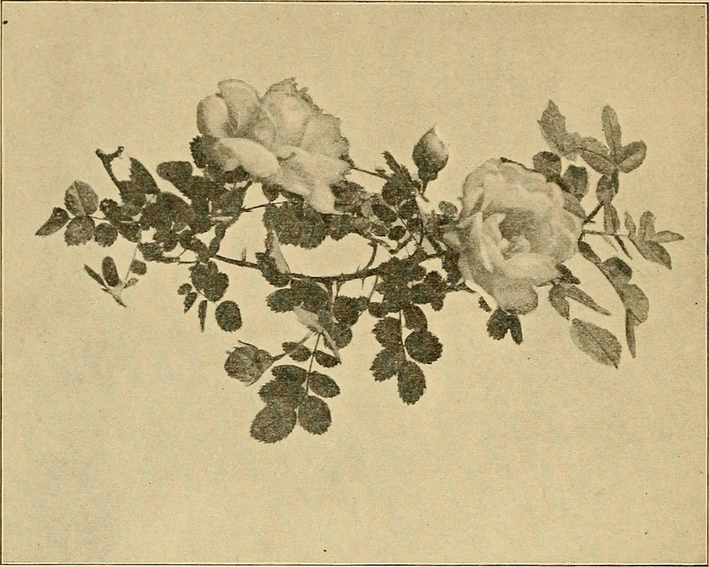 An illustration from Sun dials and roses of yesterday; garden delights which are here displayed in every truth and are moreover regarded as emblems, 1902, leaf 445