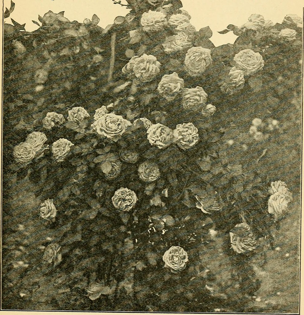 An illustration from Sun dials and roses of yesterday; garden delights which are here displayed in every truth and are moreover regarded as emblems, 1902, leaf 450