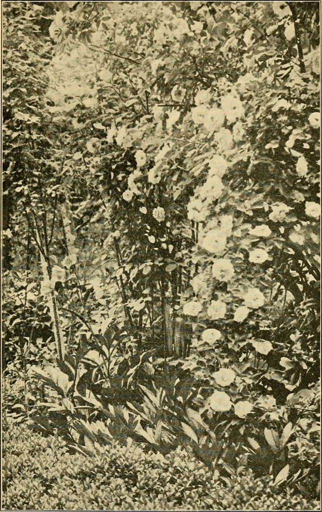 An illustration from Sun dials and roses of yesterday; garden delights which are here displayed in every truth and are moreover regarded as emblems, 1902, leaf 452
