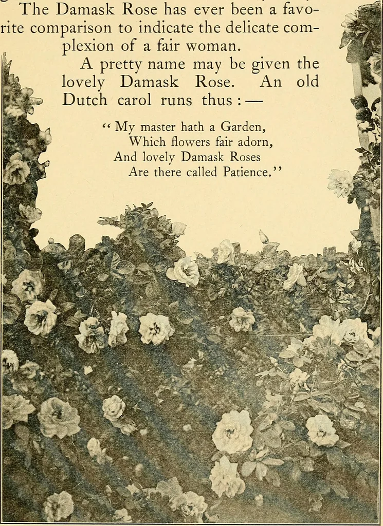 An illustration from Sun dials and roses of yesterday; garden delights which are here displayed in every truth and are moreover regarded as emblems, 1902, leaf 456