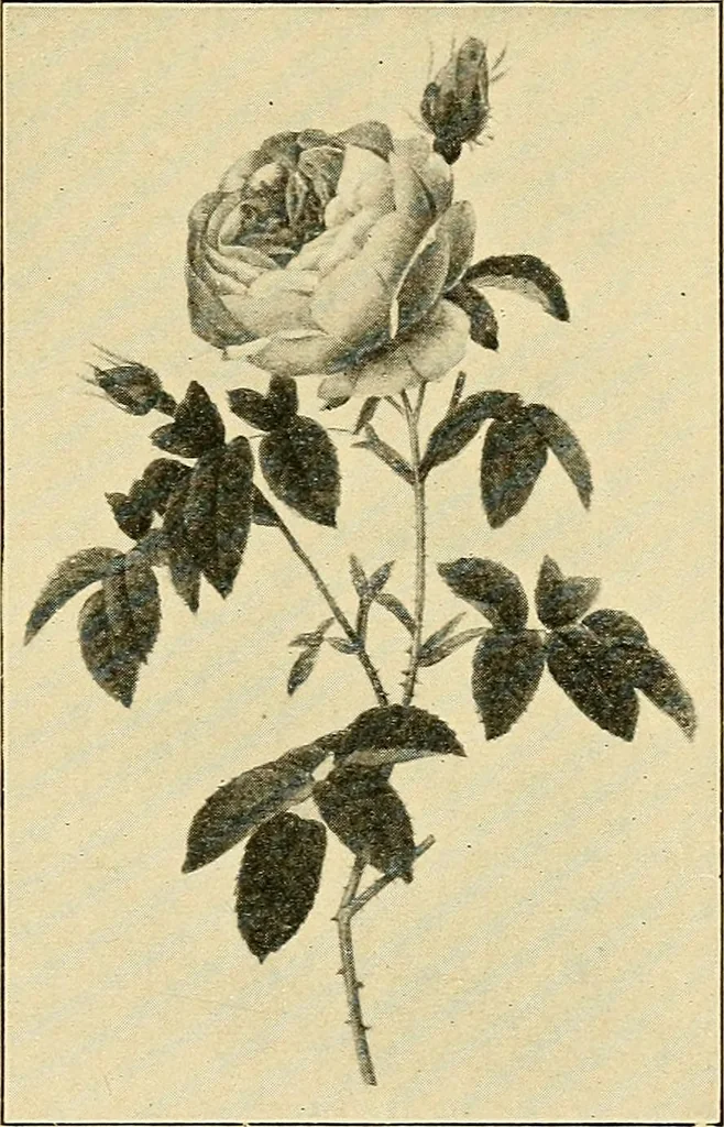 An illustration from Sun dials and roses of yesterday; garden delights which are here displayed in every truth and are moreover regarded as emblems, 1902, leaf 460