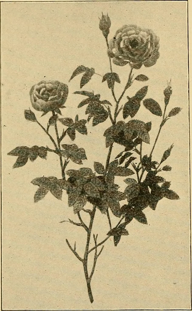 An illustration from Sun dials and roses of yesterday; garden delights which are here displayed in every truth and are moreover regarded as emblems, 1902, leaf 461