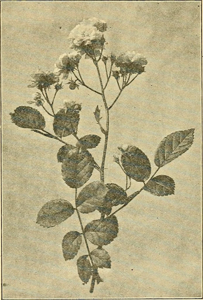 An illustration from Sun dials and roses of yesterday; garden delights which are here displayed in every truth and are moreover regarded as emblems, 1902, leaf 462