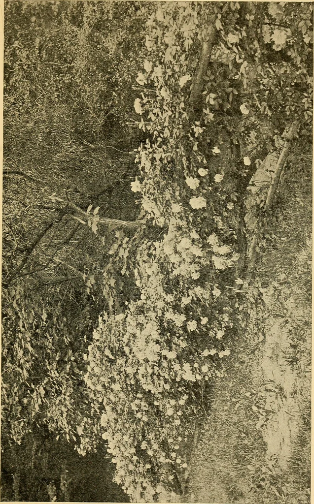 An illustration from Sun dials and roses of yesterday; garden delights which are here displayed in every truth and are moreover regarded as emblems, 1902, leaf 530
