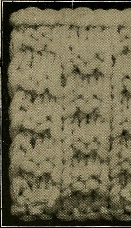 An illustration from The Sunlight book of knitting and crocheting, 1915, leaf 25