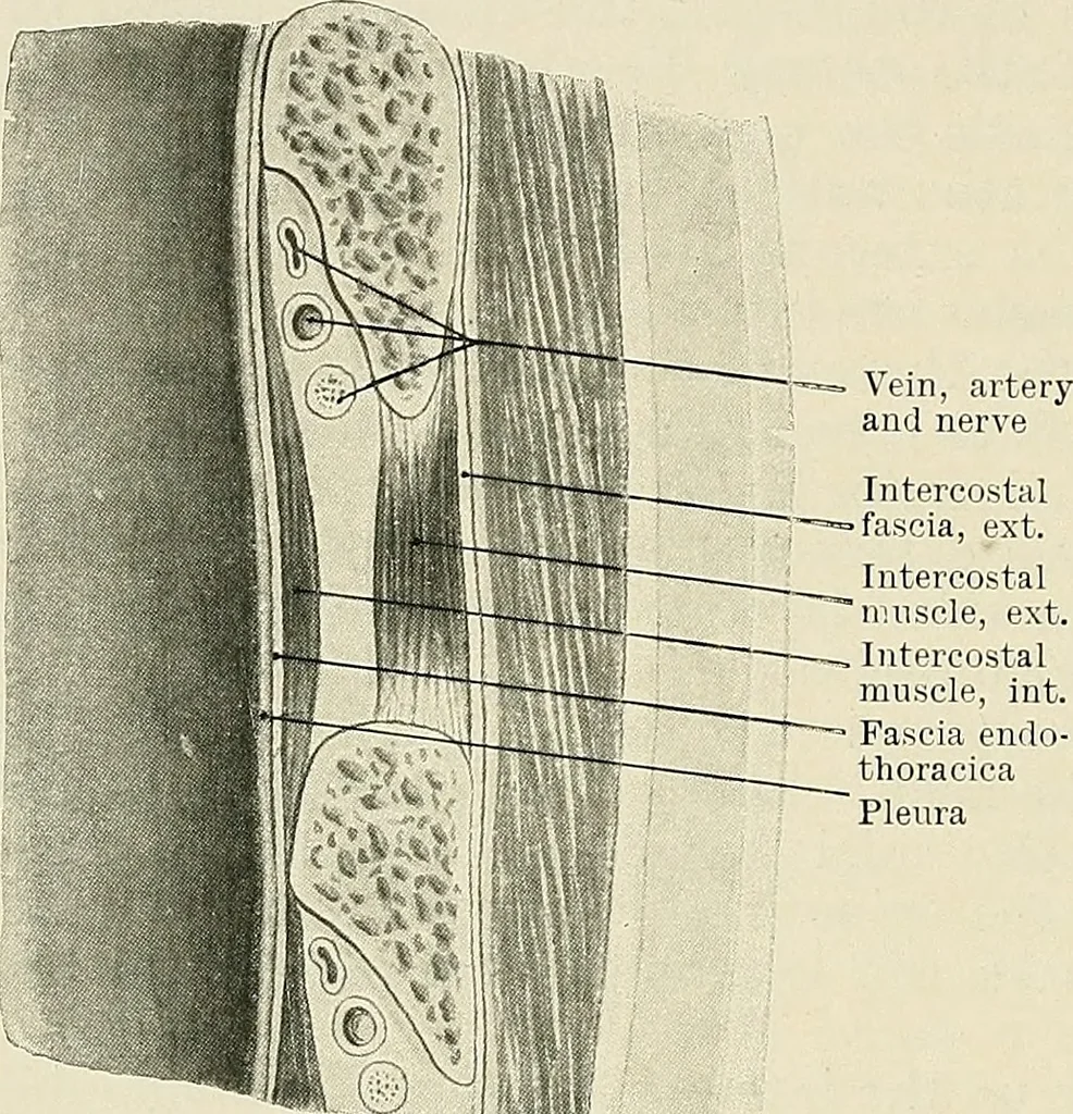 An illustration from Surgery of the lung, 1913, leaf 15