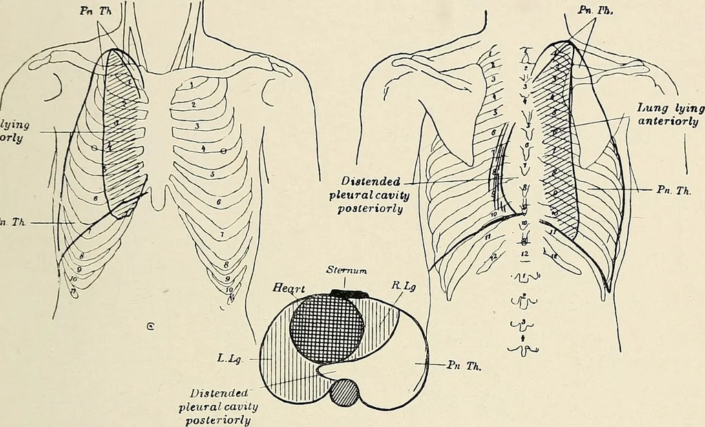 An illustration from Surgery of the lung, 1913, leaf 158