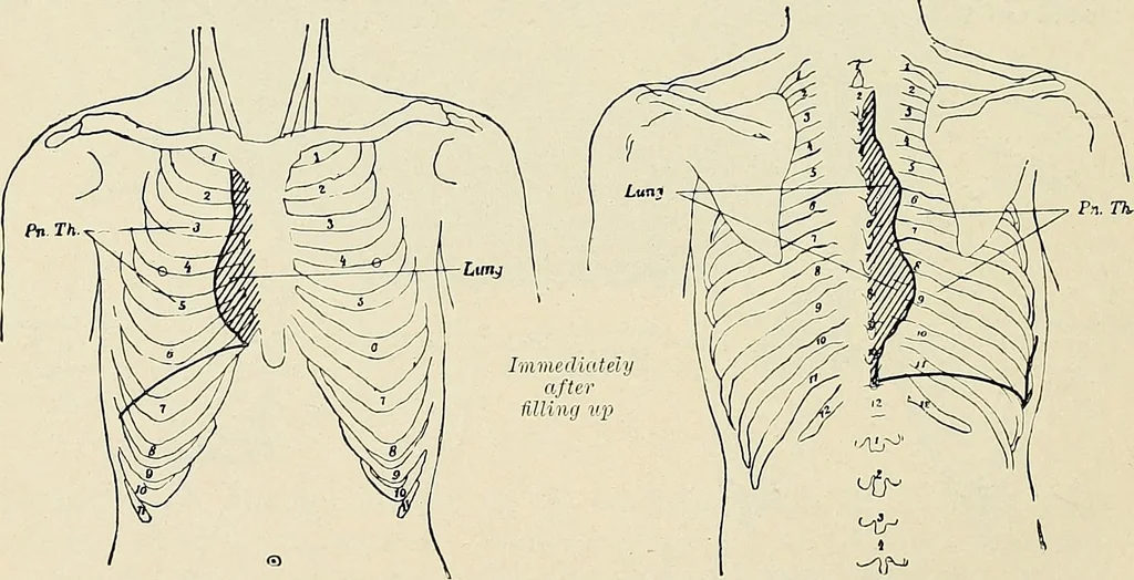 An illustration from Surgery of the lung, 1913, leaf 159