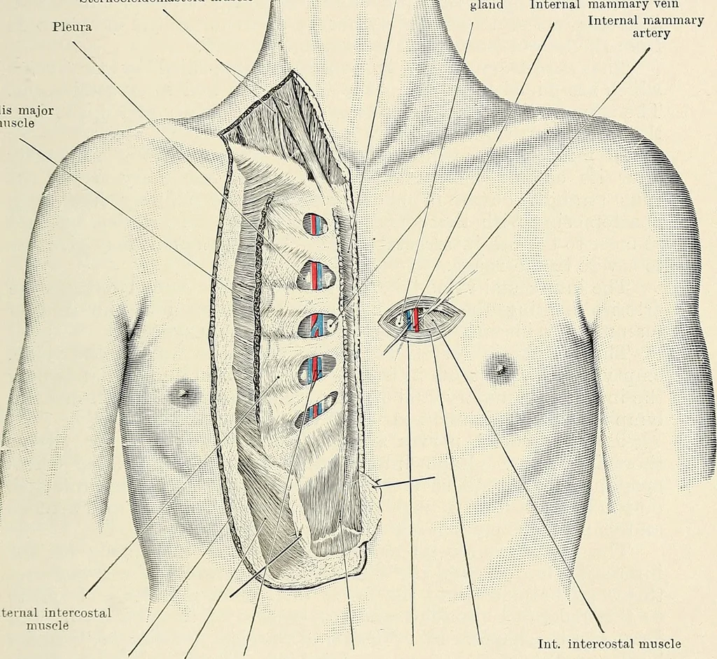 An illustration from Surgery of the lung, 1913, leaf 16