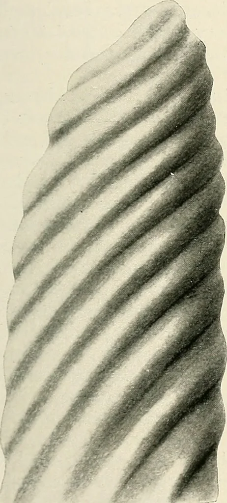 An illustration from Surgery of the lung, 1913, leaf 174