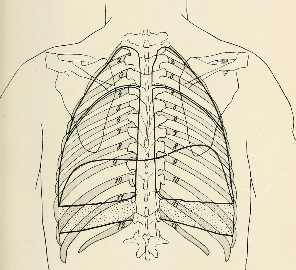 An illustration from Surgery of the lung, 1913, leaf 20
