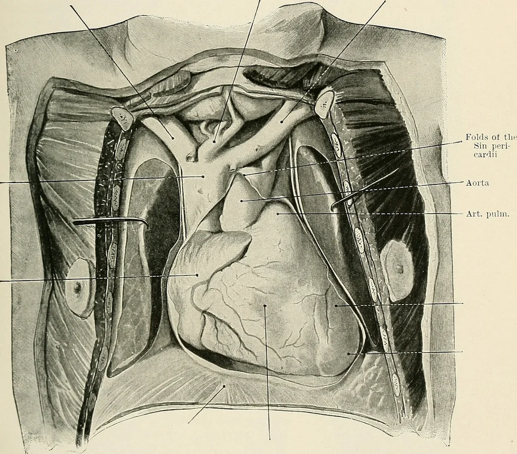An illustration from Surgery of the lung, 1913, leaf 206
