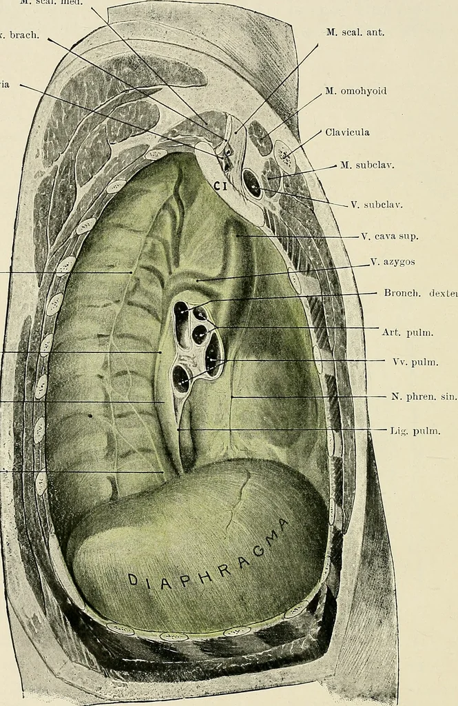 An illustration from Surgery of the lung, 1913, leaf 21