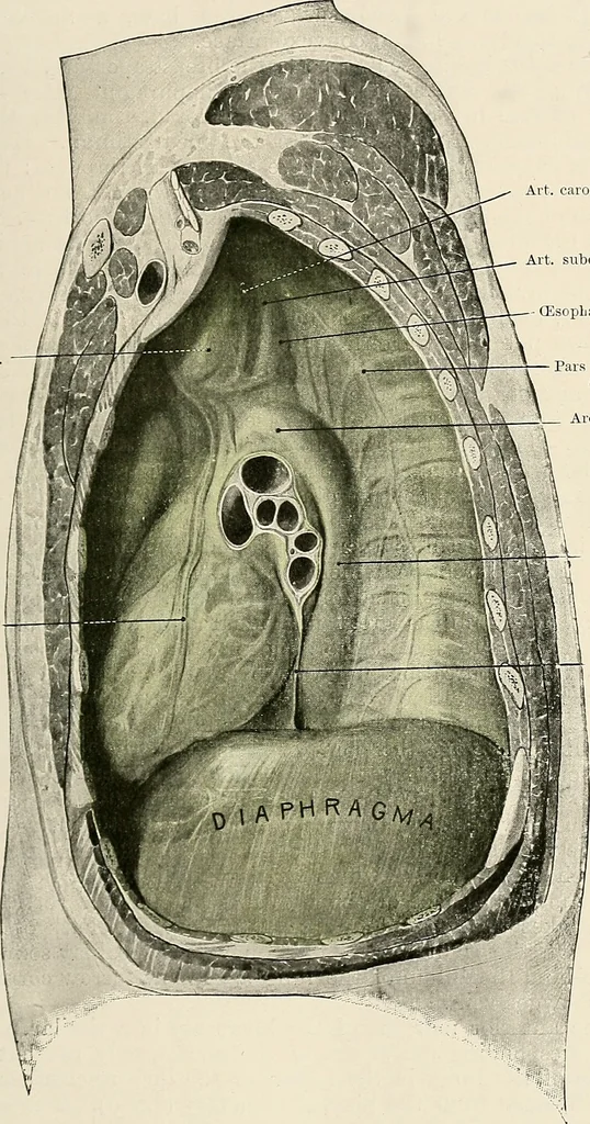 An illustration from Surgery of the lung, 1913, leaf 30