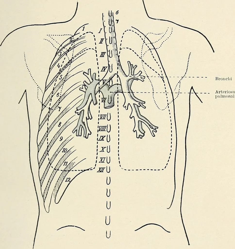 An illustration from Surgery of the lung, 1913, leaf 32