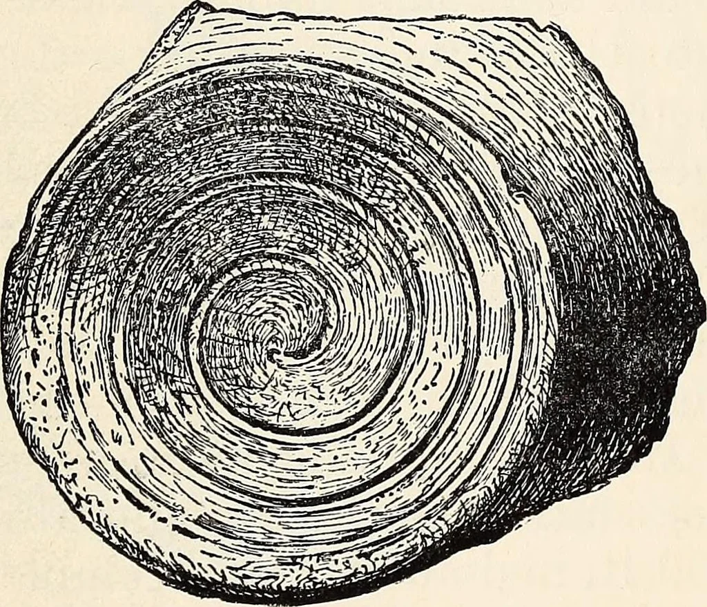 An illustration from Surrey archaeological collections, relating to the history and antiquities of the county, 1907, leaf 252