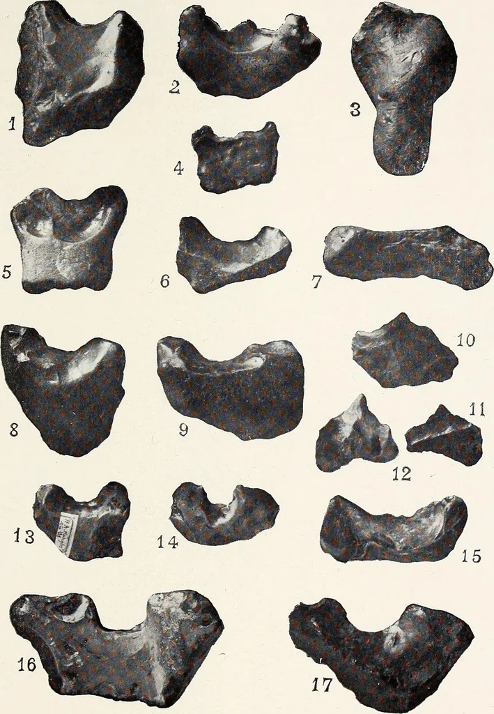 An illustration from Surrey archaeological collections, relating to the history and antiquities of the county, 1911, leaf 270