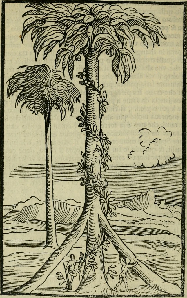 An illustration from Svmmario de la generale historia de l'Indie occidentali : cavato da libri scritti dal signor don Pietro Martyre, del Consignio delle Indie della maesta de l'imperadore, et da molte altre particvlari relationi, 1534, leaf 263