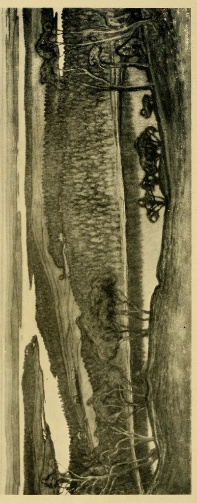 An illustration from Swedish art exhibition, 1916, leaf 64