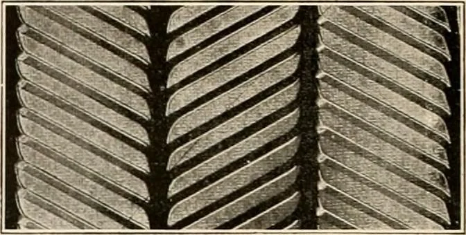 An illustration from Sweet’s indexed catalogue of building construction for the year 1906, 1906, leaf 209