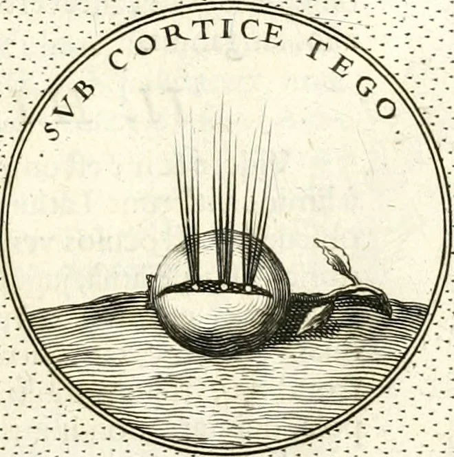 An illustration from Symbola diuina & humana pontificum, imperatorum, regum, 1601, leaf 158