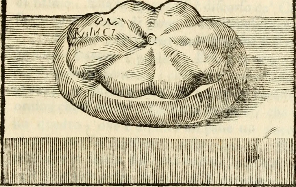 An illustration from Symbolae litterariae, opuscula varia philologica, scientifica, antiquaria, signa, lapides, numismata, gemmas et monumenta medii aevi, nunc primum edita complectentes, 1751, leaf 392