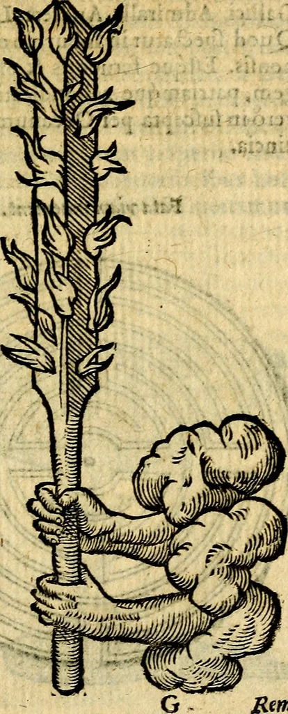 An illustration from Symbola heroica, 1583, leaf 100