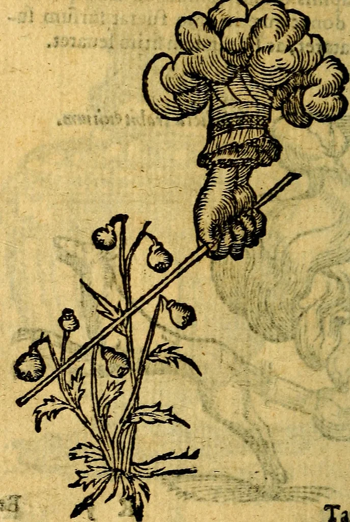An illustration from Symbola heroica, 1583, leaf 157
