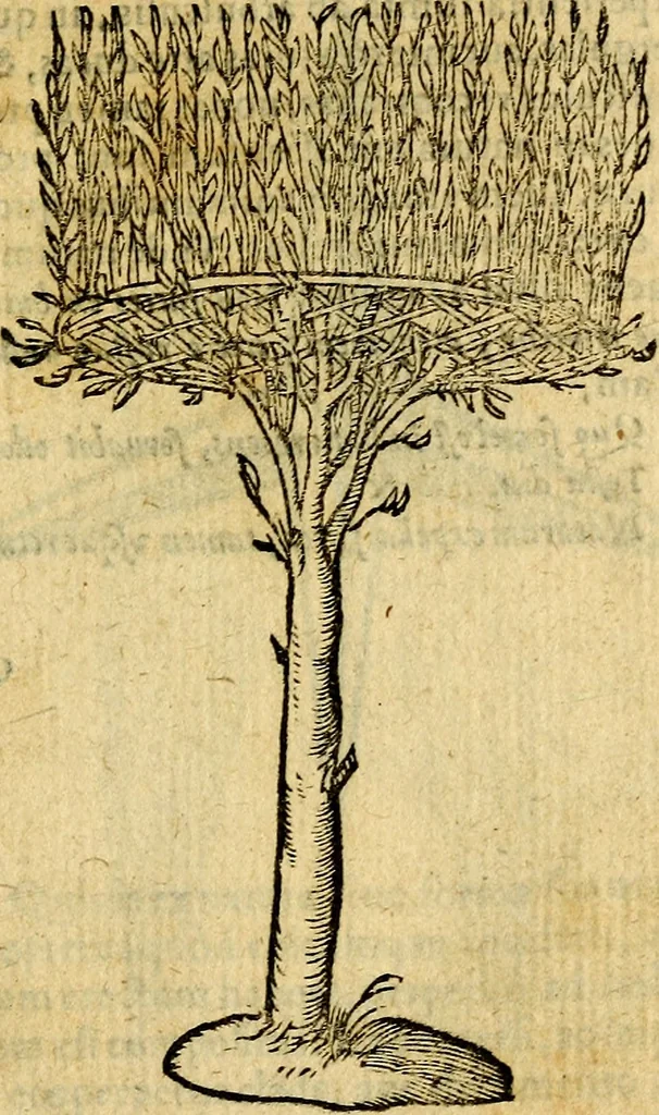 An illustration from Symbola heroica, 1583, leaf 164