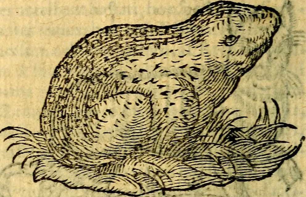 An illustration from Symbola heroica, 1583, leaf 69