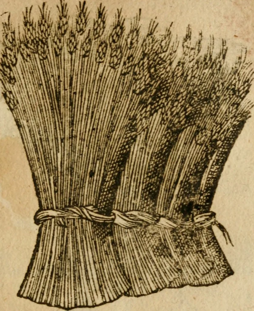 An illustration from Symbola heroica m. Clavdii Paradini, Belliiocensis canonici, et d. Gabrielis Symeonis : multo, quàm antea, fidelius de gallica lingua in latinam conuersa, 1600, leaf 216