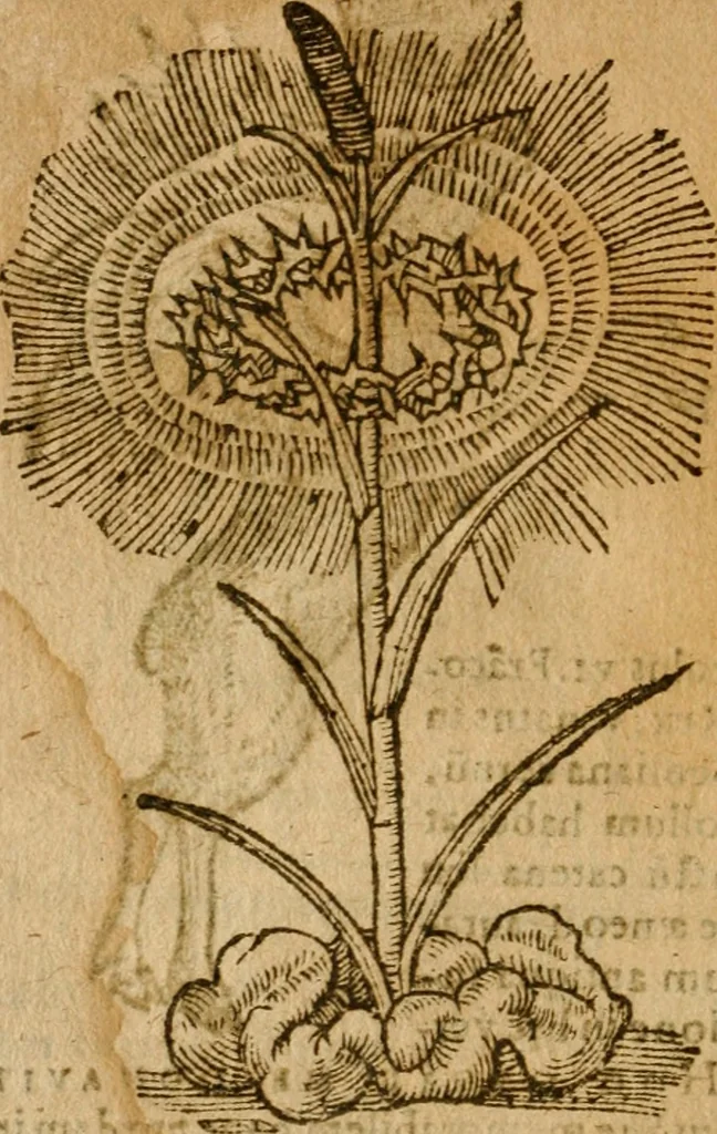 An illustration from Symbola heroica m. Clavdii Paradini, Belliiocensis canonici, et d. Gabrielis Symeonis : multo, quàm antea, fidelius de gallica lingua in latinam conuersa, 1600, leaf 253