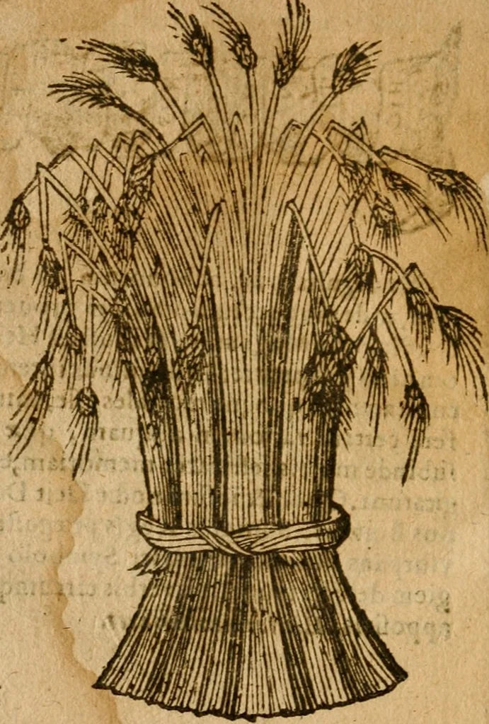 An illustration from Symbola heroica m. Clavdii Paradini, Belliiocensis canonici, et d. Gabrielis Symeonis : multo, quàm antea, fidelius de gallica lingua in latinam conuersa, 1600, leaf 257