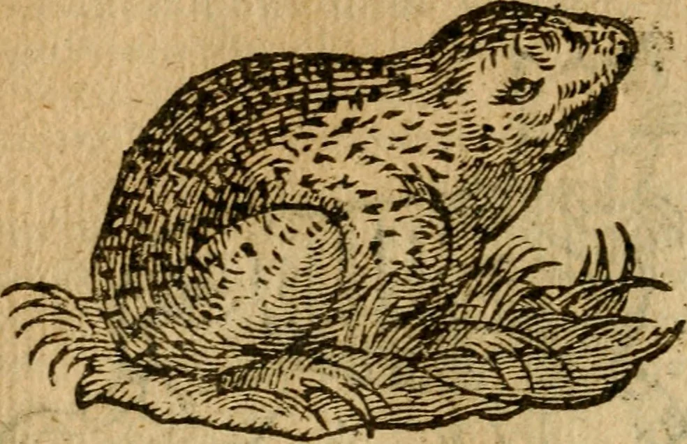 An illustration from Symbola heroica m. Clavdii Paradini, Belliiocensis canonici, et d. Gabrielis Symeonis : multo, quàm antea, fidelius de gallica lingua in latinam conuersa, 1600, leaf 69