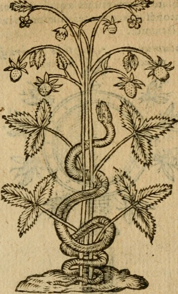 An illustration from Symbola heroica m. Clavdii Paradini, Belliiocensis canonici, et d. Gabrielis Symeonis : multo, quàm antea, fidelius de gallica lingua in latinam conuersa, 1600, leaf 76