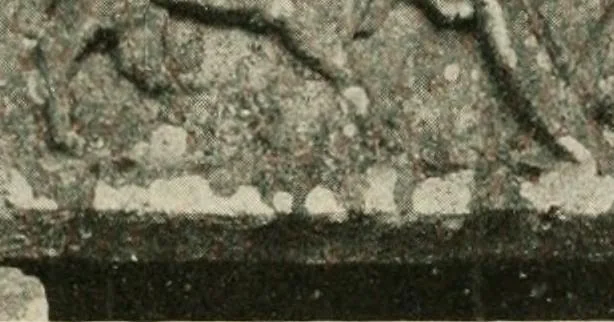 An illustration from Symbolism of animals and birds represented in English church architecture, 1913, leaf 170