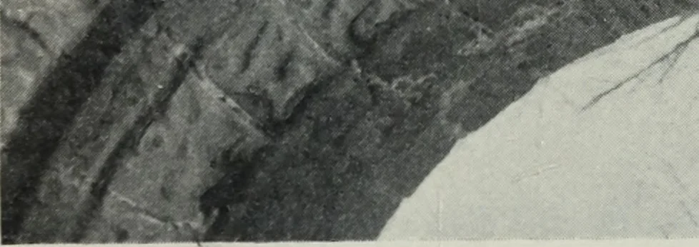 An illustration from Symbolism of animals and birds represented in English architecture, 1913, leaf 110