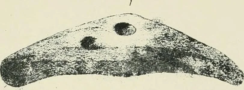 An illustration from Symbolism of the East and West, 1900, leaf 144