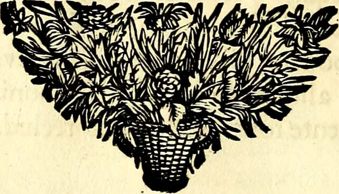 An illustration from Symbolographia, sive De arte symbolica sermones septem, 1702, leaf 107