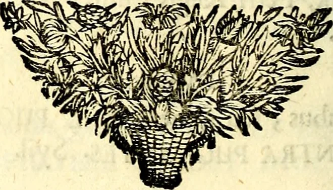 An illustration from Symbolographia, sive De arte symbolica sermones septem, 1702, leaf 329