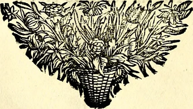 An illustration from Symbolographia, sive De arte symbolica sermones septem, 1702, leaf 51