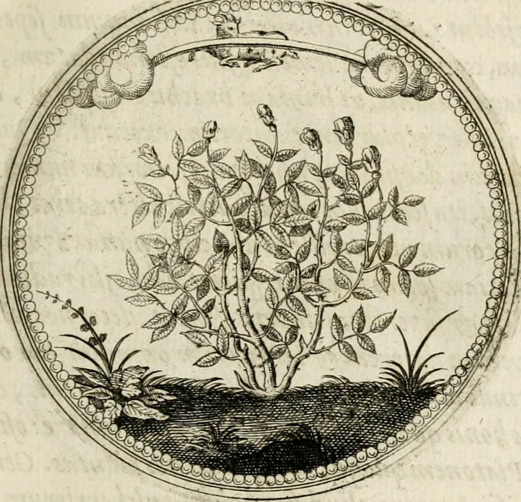 An illustration from Symboloru[m] & emblematum ex re herbaria desumtorum centuria vna[-quarta] collecta, 1654, leaf 102