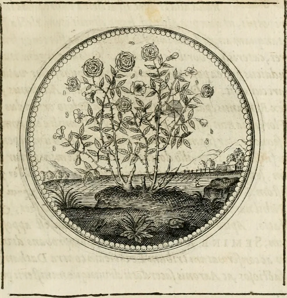 An illustration from Symboloru[m] & emblematum ex re herbaria desumtorum centuria vna[-quarta] collecta, 1654, leaf 108