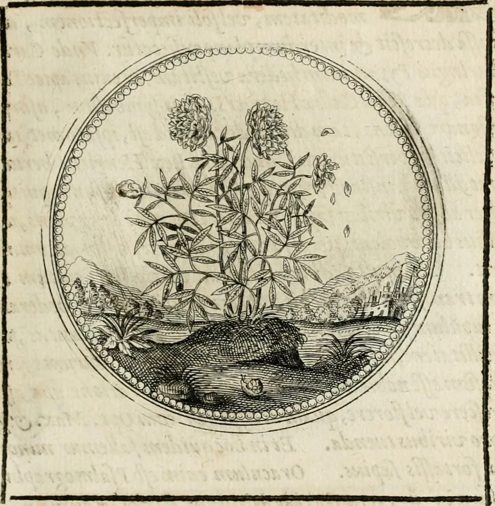 An illustration from Symboloru[m] & emblematum ex re herbaria desumtorum centuria vna[-quarta] collecta, 1654, leaf 130