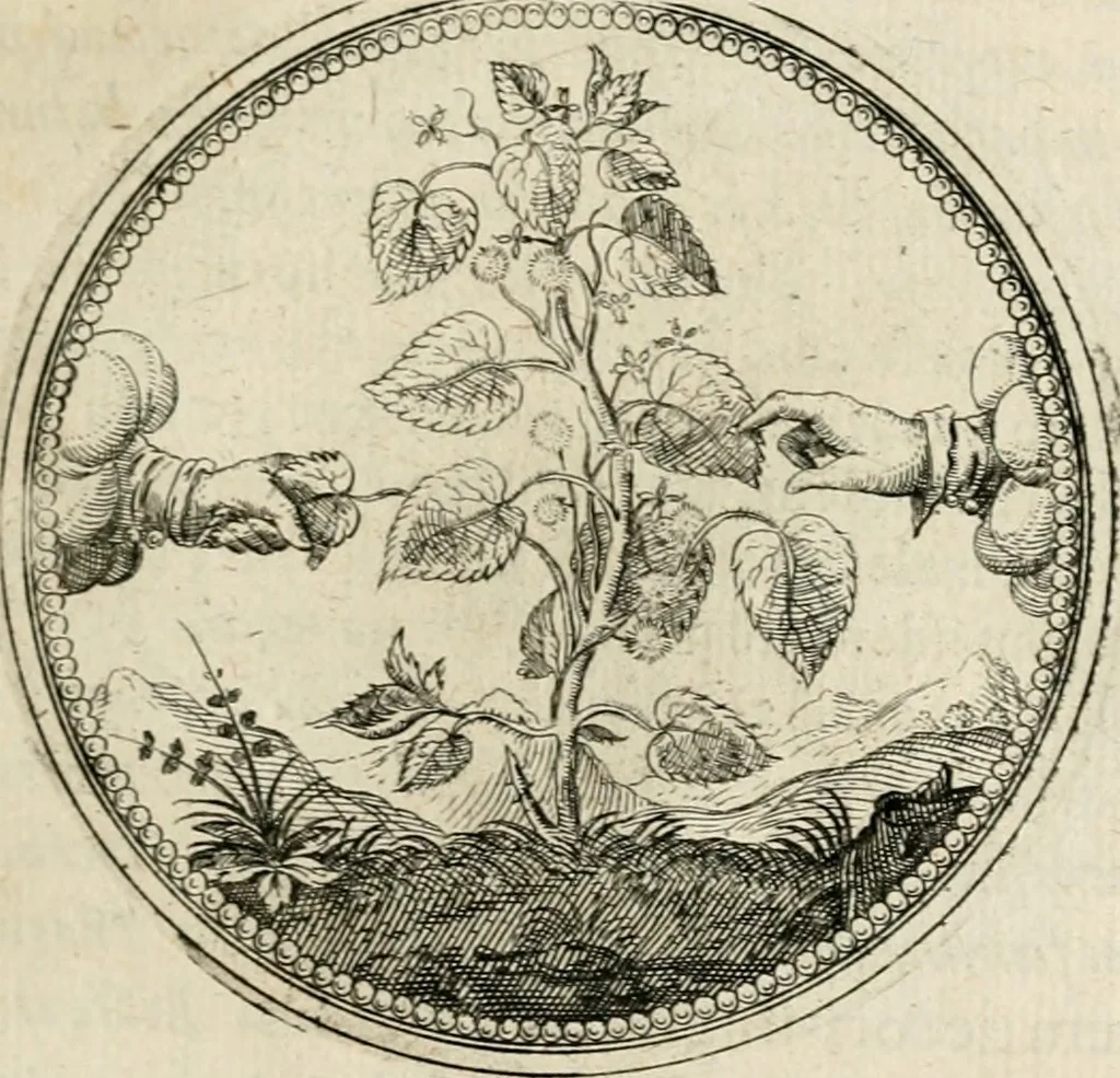 An illustration from Symboloru[m] & emblematum ex re herbaria desumtorum centuria vna[-quarta] collecta, 1654, leaf 142
