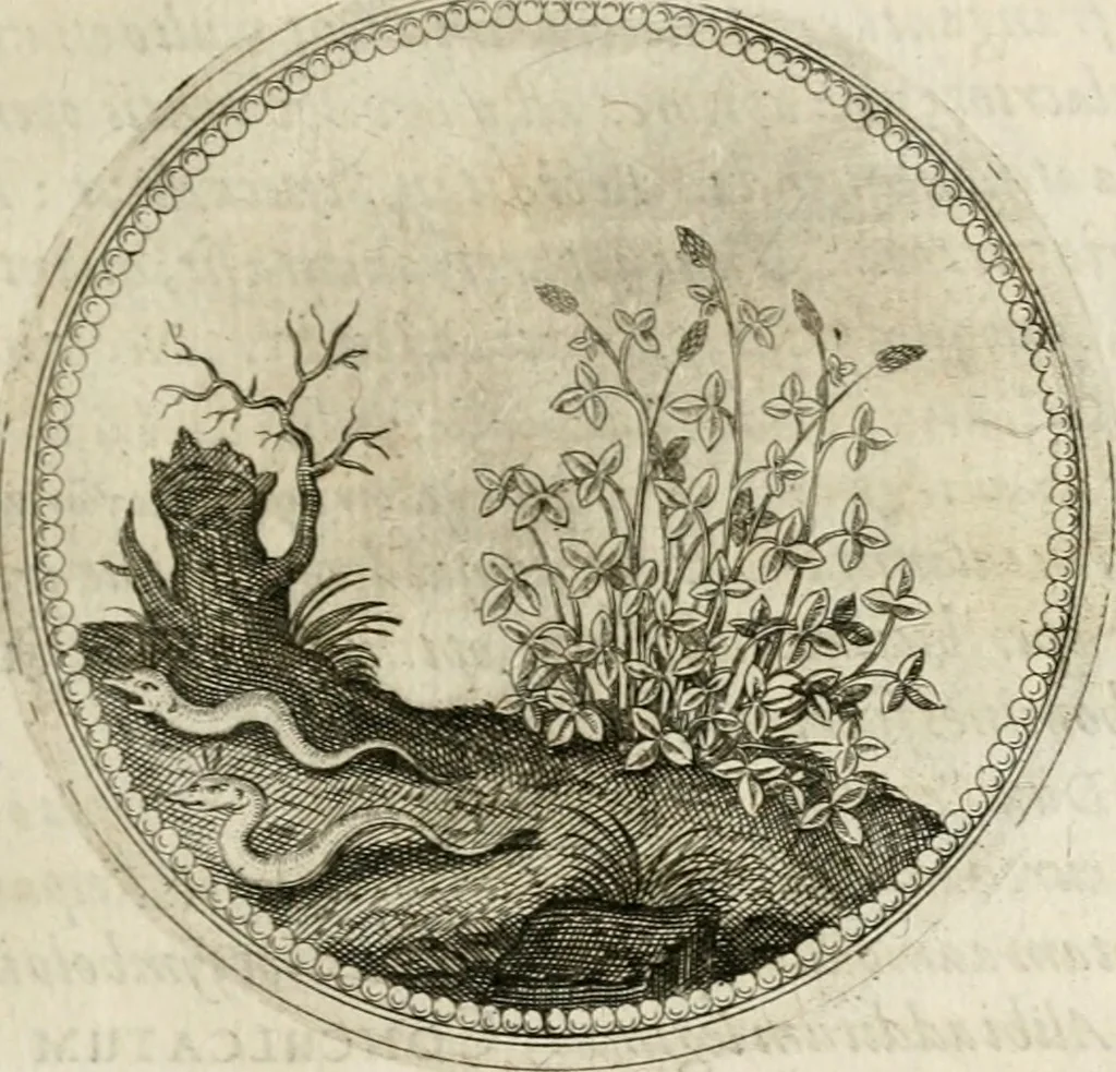 An illustration from Symboloru[m] & emblematum ex re herbaria desumtorum centuria vna[-quarta] collecta, 1654, leaf 154